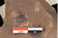 Foto (Detailansicht) von Adiantum renatum Unger (NHMW-GEO-2024-0188-0344)